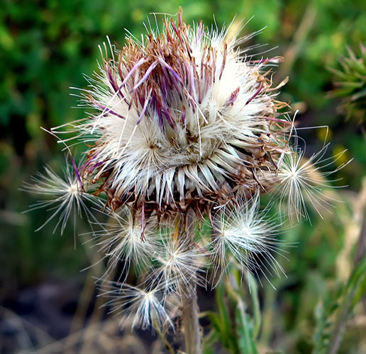 thistle gone to seed